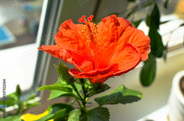Fototapeta Red hibiscus flower on a green background. In the balcony