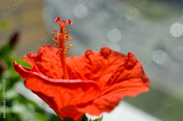 Obraz Red hibiscus flower on a green background. In the balcony