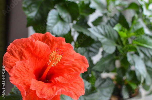 Fototapeta Red hibiscus flower on a green background. In the balcony