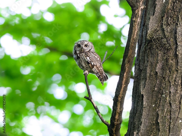 Fototapeta Eastern Screech Owl sitting on tree branch in spring, portrait