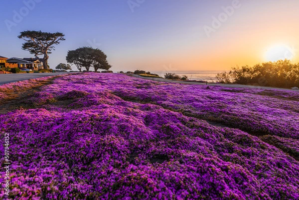 Obraz Sitting On The Purple Carpet In Pacific Grove California