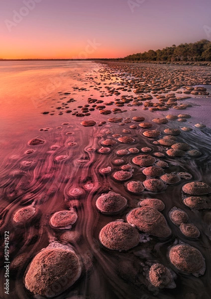 Obraz The Lake Clifton thrombolites are approximately 2,000 years old and the largest in the southern hemisphere. 