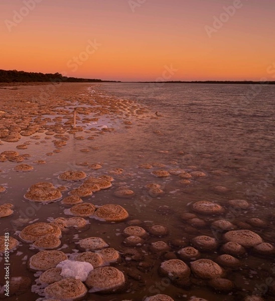 Obraz The Lake Clifton thrombolites are approximately 2,000 years old and the largest in the southern hemisphere. 
