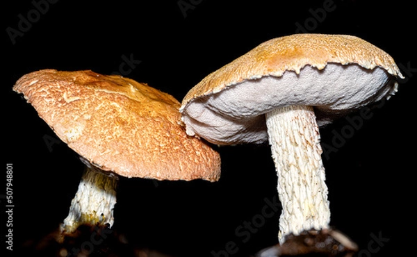 Obraz Fungi are neither plants nor animals, and belong to their own separate kingdom. They are amongst the largest living organisms on the planet, and can spread over vast areas. 