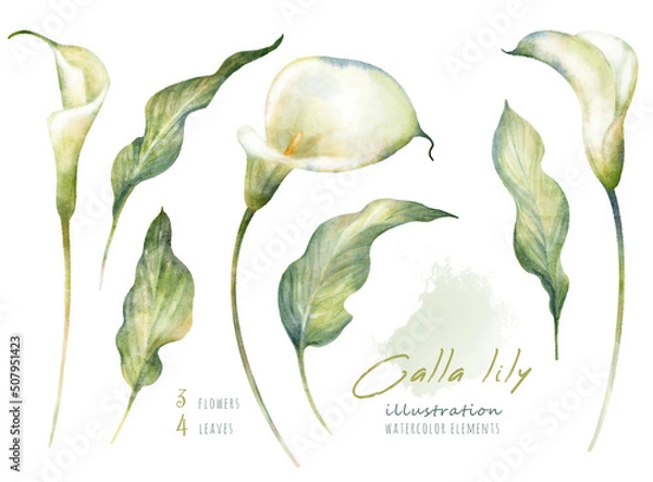 Fototapeta Watercolor hand drawn floral set with delicate illustration of blossom white calla lily flowers and leaf. Elegant romantic elements isolated on white background. Beautiful summer collection.