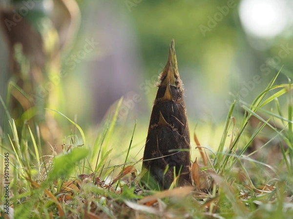 Obraz OLYMPUS DIGITAL CAMERA