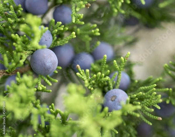 Obraz Mountain Cedar