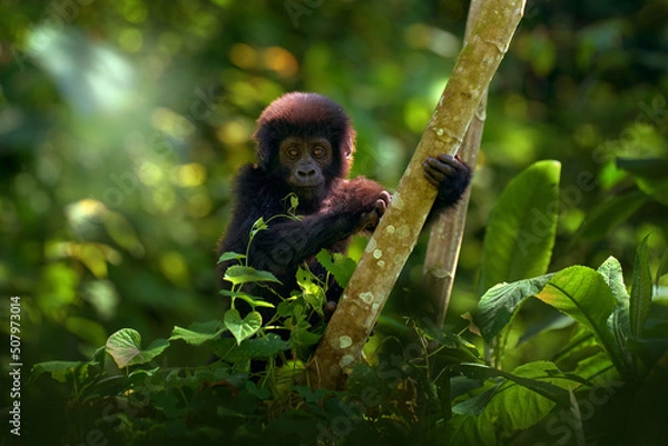 Fototapeta Gorilla baby. Young Gorilla in the habitat, Bwindi NP in Uganda. Cute wildlife in Africa. Mountain Gorilla in the forest, on climb up the tree, light in the forest. Wildlife Uganda.