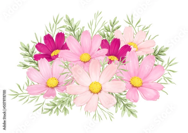 Fototapeta コスモスの水彩イラスト