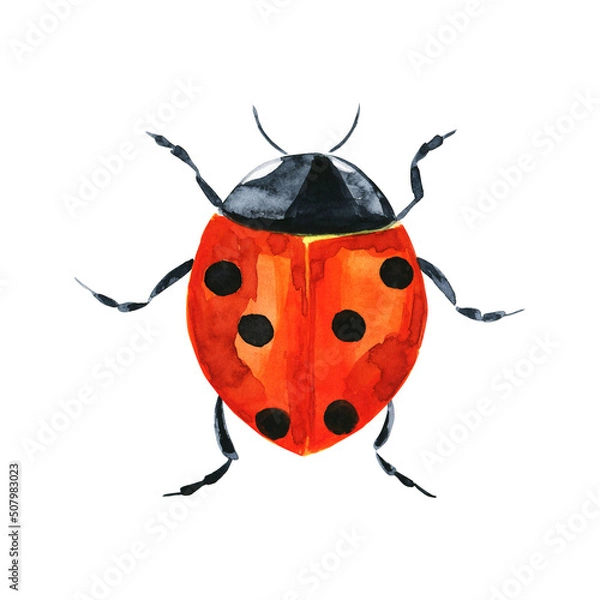 Fototapeta Watercolor illustration of colorful bug on white background. Hand drawn realistic background design.
