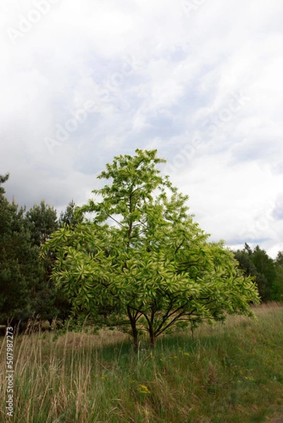 Obraz tree in the forest