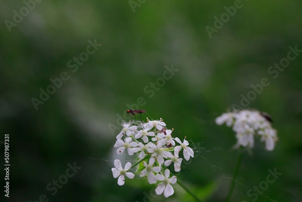 Obraz ladybug on flower