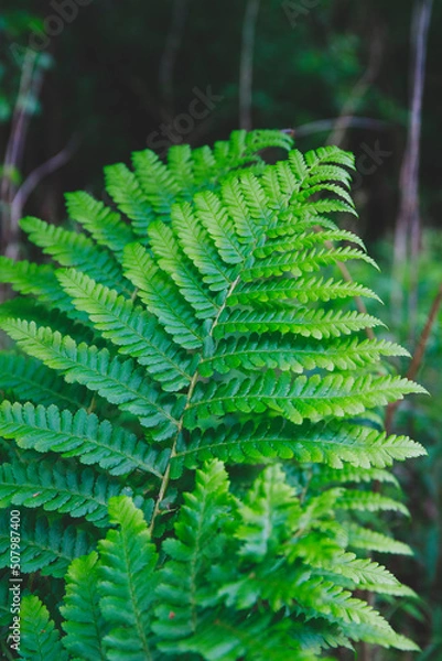 Obraz fern leaf