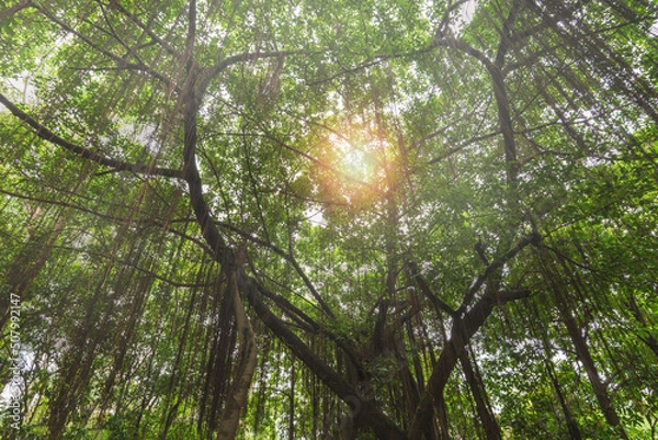 Fototapeta forest banyan tree