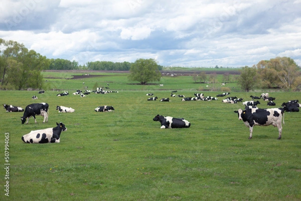 Fototapeta A herd of black and white cows grazing on a spring field