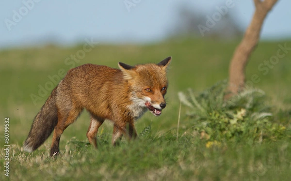 Obraz renard en promenade