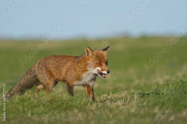 Obraz renard dans un pré