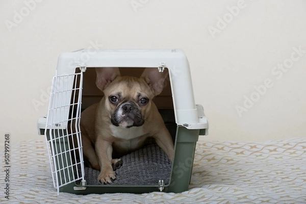 Fototapeta A French Bulldog sits in a large plastic pet box and looks warily into the camera, leaning on its paws.