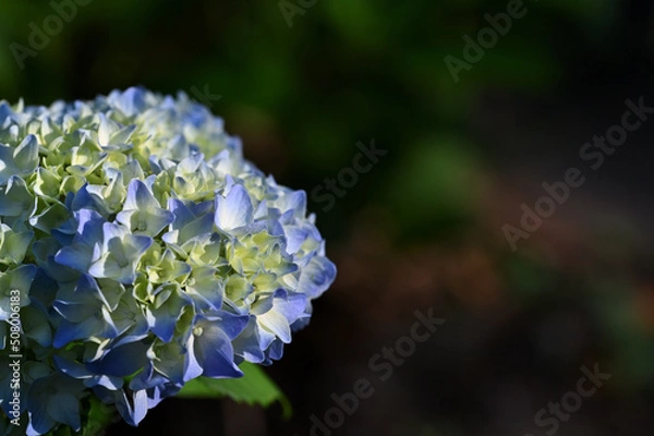 Fototapeta 咲き始めのあじさい