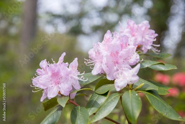 Obraz flower in the spring - Image