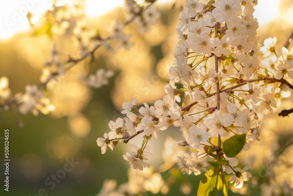 Fototapeta blurry background out of focus sun rays at sunset and cherry blossoms , space for text