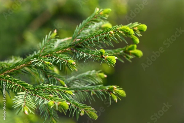 Fototapeta Branch of a coniferous tree close-up on a green background