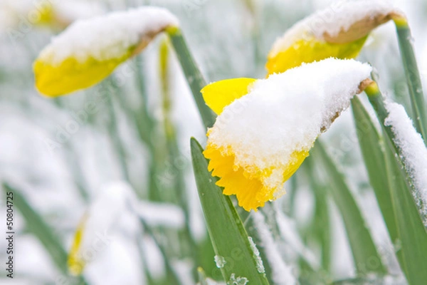 Obraz Daffodils in the spring snow