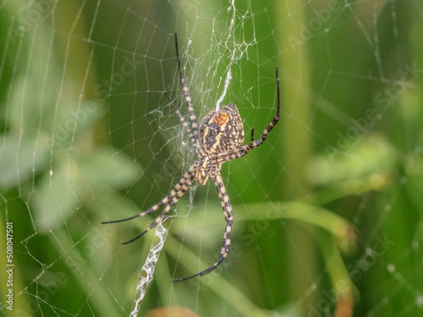 Obraz completo araña tigre insecto  
