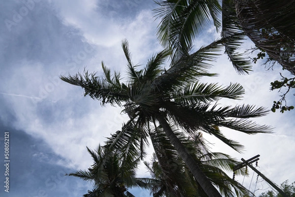 Obraz pine branches against blue sky