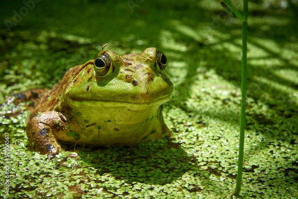 Fototapeta Frog