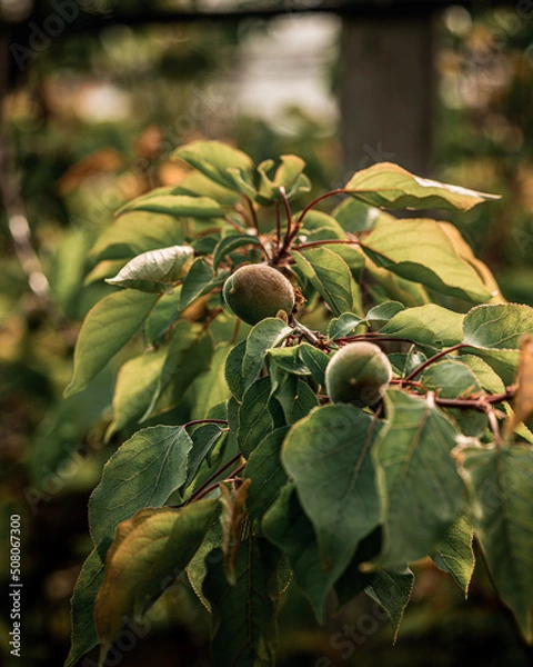Obraz Close-up of apricots during golden hour in Francop, Hamburg, Germany