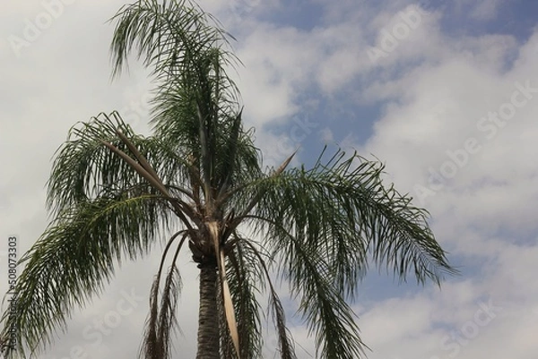 Fototapeta palm trees against sky
