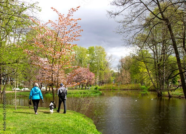 Fototapeta A man and a woman walk with a dog in a flowering park along the lake