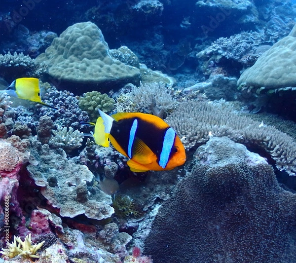 Obraz OLYMPUS DIGITAL CAMERA