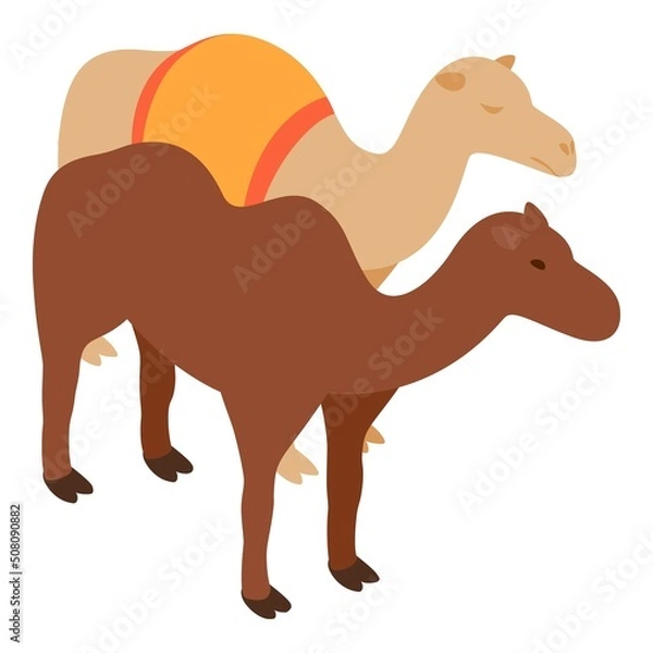 Fototapeta Desert animal icon isometric vector. Two standing different arabian camel icon. Desert nature, camelus, dromedary