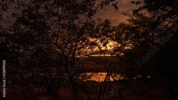 Fototapeta Sunset Between Trees