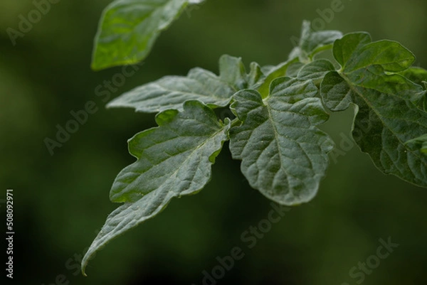 Obraz Young tomato leaves growing close up