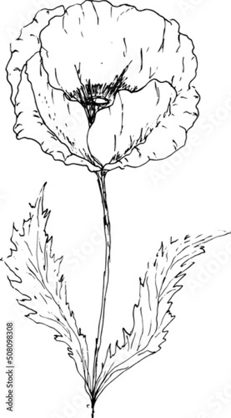 Obraz  poppies drawing vector
