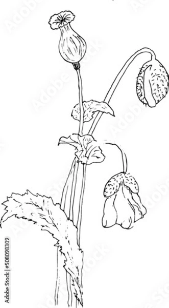Obraz  poppies drawing vector
