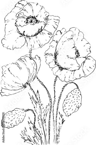 Obraz  poppies drawing vector