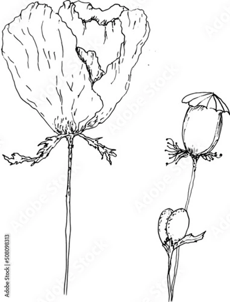 Obraz  poppies drawing vector