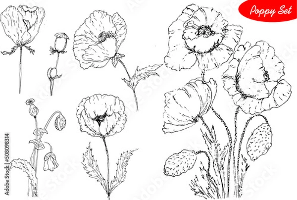 Fototapeta  poppies drawing vector