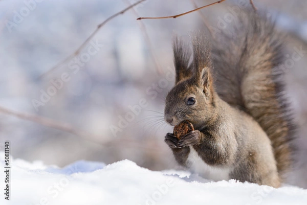 Fototapeta オニグルミを食べるエゾリス