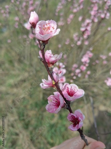Obraz pink blossom