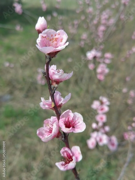 Obraz pink blossom