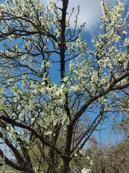 Obraz Blossoming plum tree