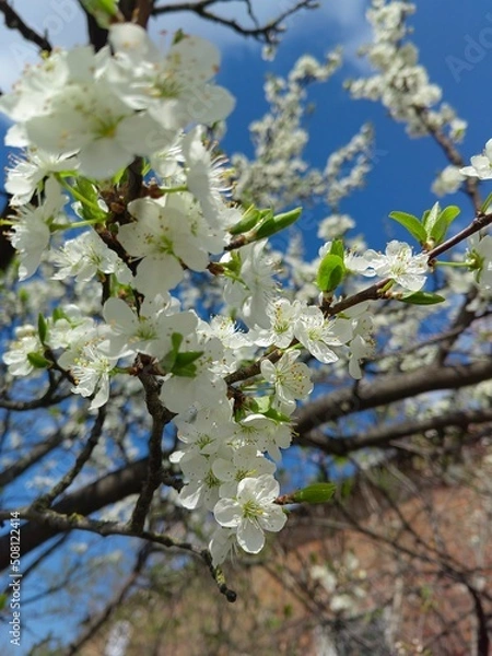 Obraz blooming tree