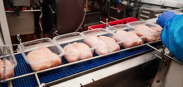 Obraz Modern poultry processing plant.Conveyor Belt Food.Automated production line in modern food factory.A modern plant.Factory production food from meat.Production line with packaging and cutting of meat.