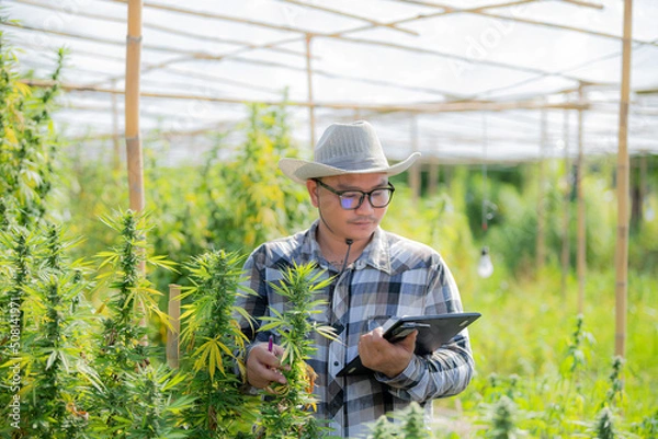 Fototapeta Portrait of a scientist. Analysis and results with tablets for medical patients. Marijuana, cannabis, flowers in a greenhouse.