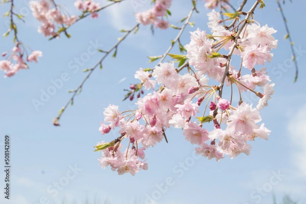 Obraz しだれ桜の枝先